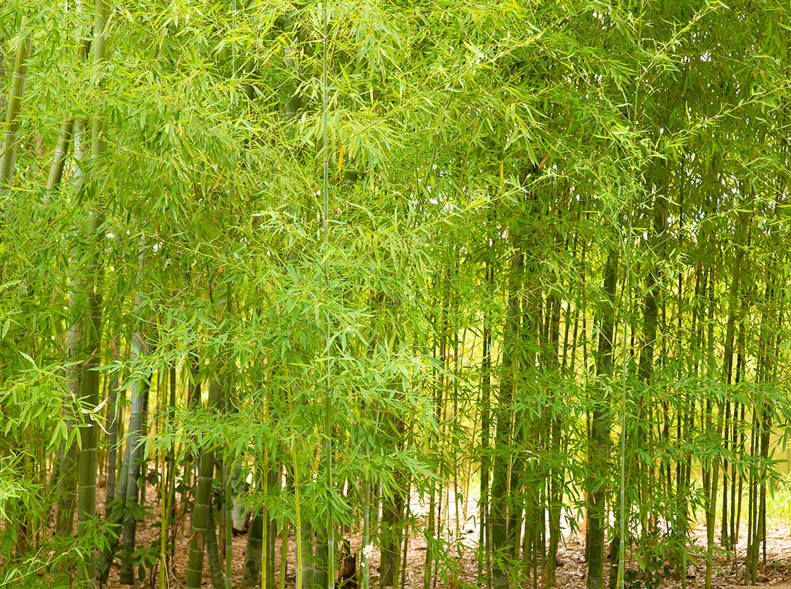 またから竹の子とらさるな